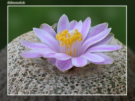 Yavia cryptocarpa