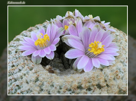 Yavia cryptocarpa