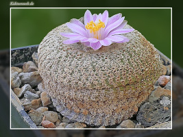 Yavia cryptocarpa