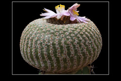 Yavia cryptocarpa