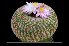 Yavia cryptocarpa