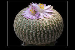 Yavia cryptocarpa