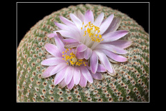 Yavia cryptocarpa
