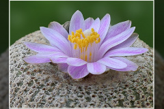Yavia cryptocarpa
