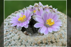 Yavia cryptocarpa
