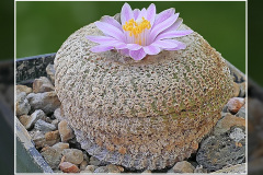 Yavia cryptocarpa