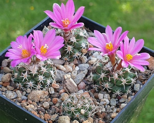 Turbinicarpus nikolae
