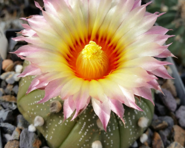 Astrophytum asterias Hybride