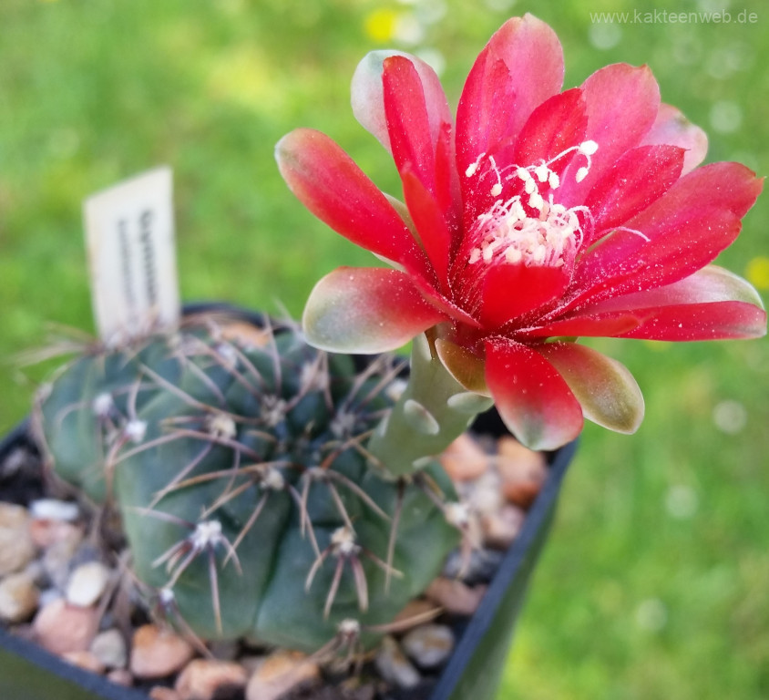 Gymnocalycium baldianum P 127 - 25 Korn