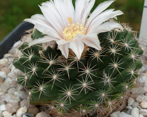 Mammillaria coahuilensis SB 699 - 25 Korn