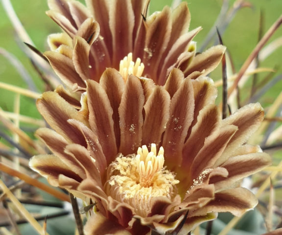 Glandulicactus uncinatus SB 252 - 25 Korn