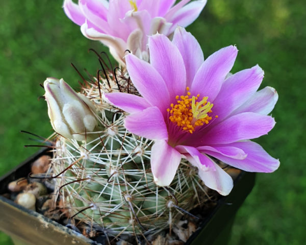 Mammillaria schumannii