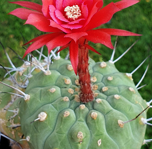 Matucana madisoniorum
