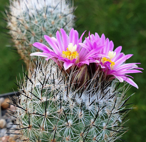 Gymnocactus booleanus - 10 Korn