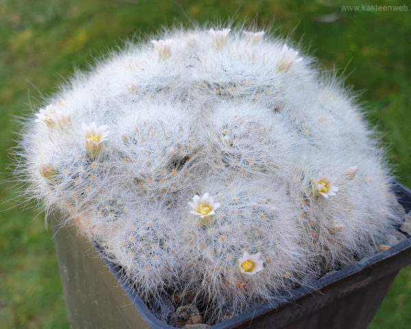 Mammillaria glassii - 25 Korn