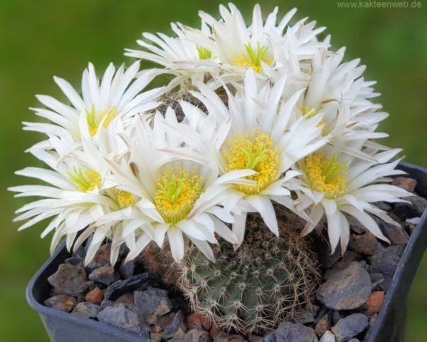 Echinocereus pulchellus subs. sharpii - 10 Korn