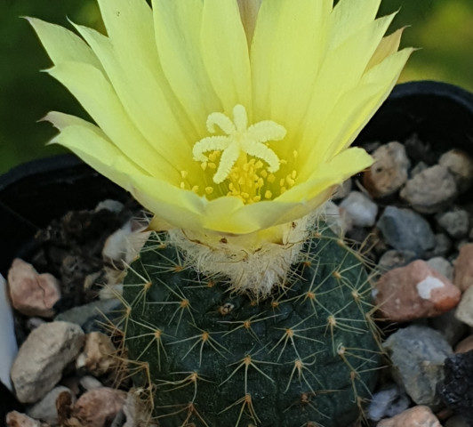 Frailea albicylindrica - 25 Korn