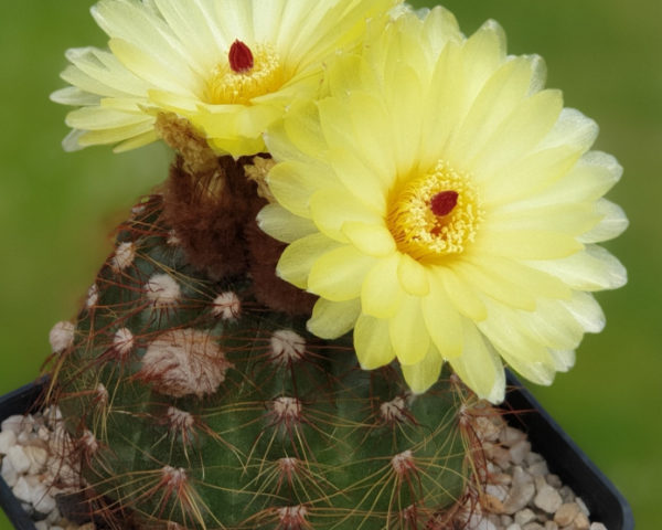Notocactus ottonis - 25 Korn