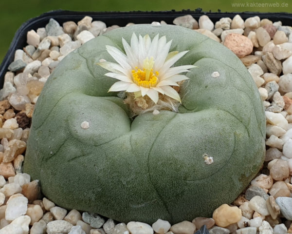 Lophophora diffusa