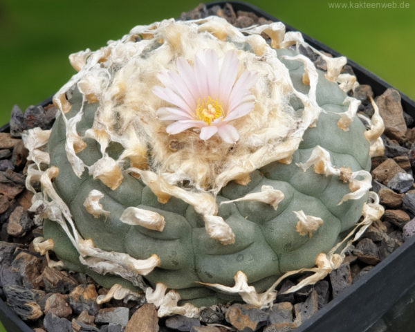 Lophophora williamsii