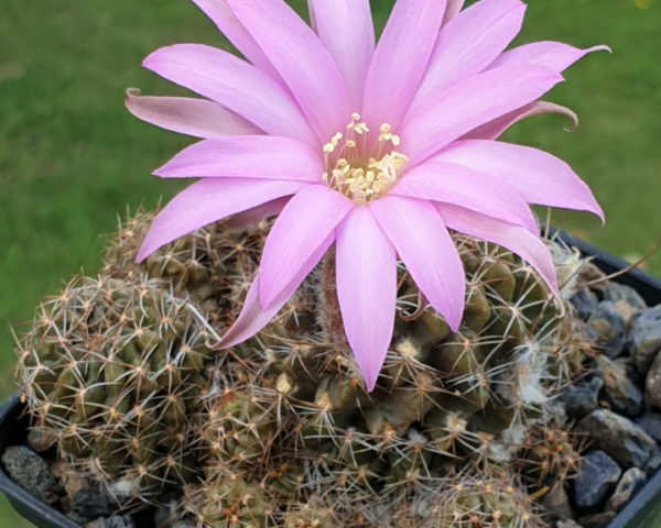 Lobivia wrightiana - 25 Korn