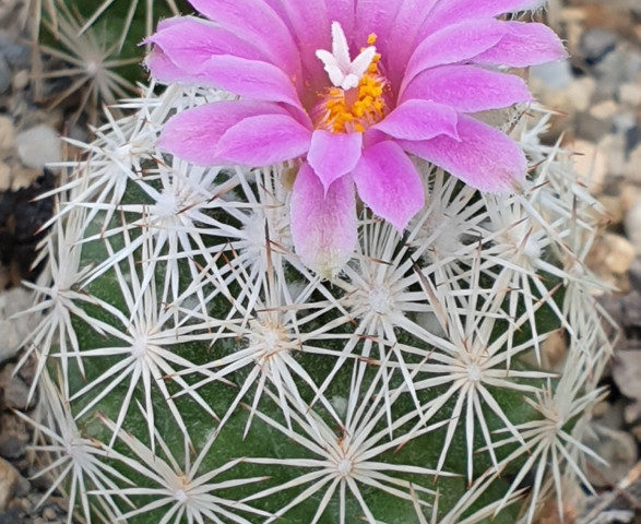 Escobaria grata
