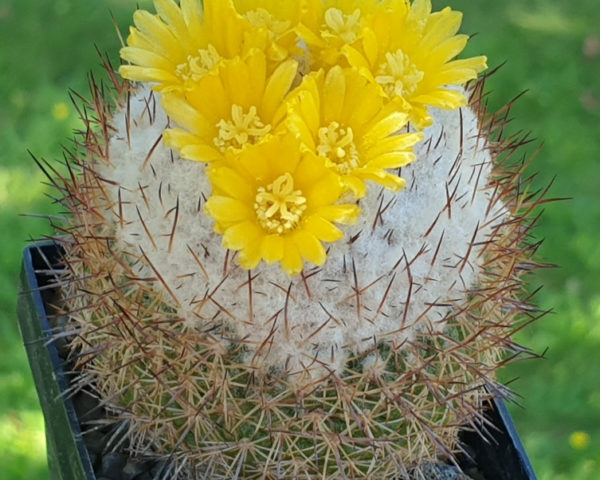 Parodia gibbulosa - 10 Korn