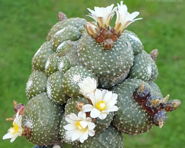 Blossfeldia subterranea