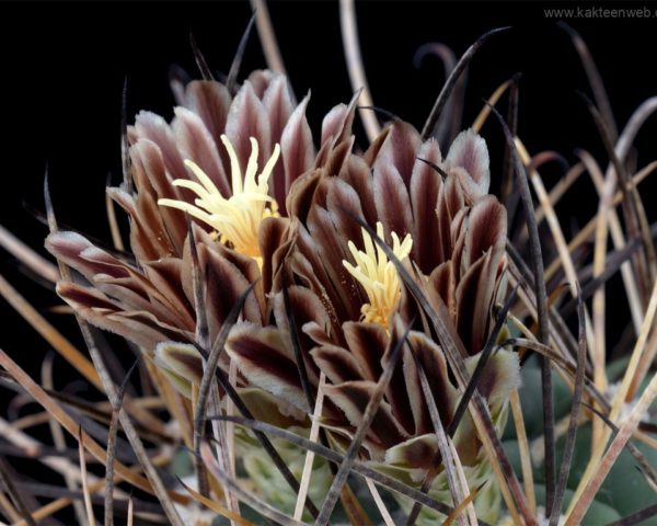 Glandulicactus uncinatus SB 718
