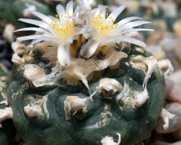 Lophophora williamsii var. koehresii