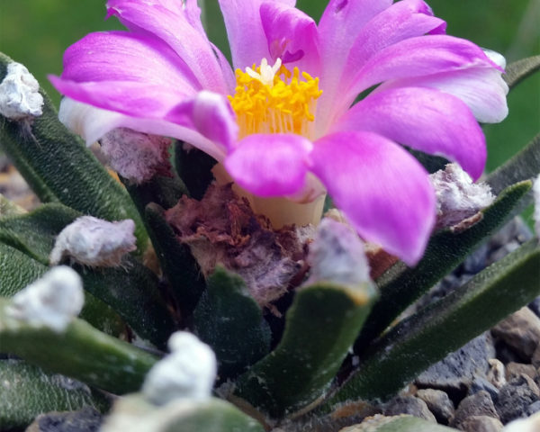 Ariocarpus agavoides - 10 Korn