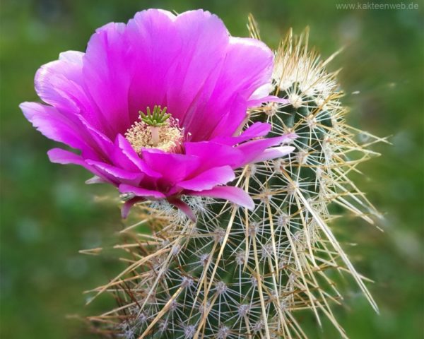 Echinocereus apachensis - 25 Korn