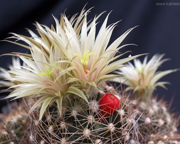 Escobaria asperispina - 10 Korn