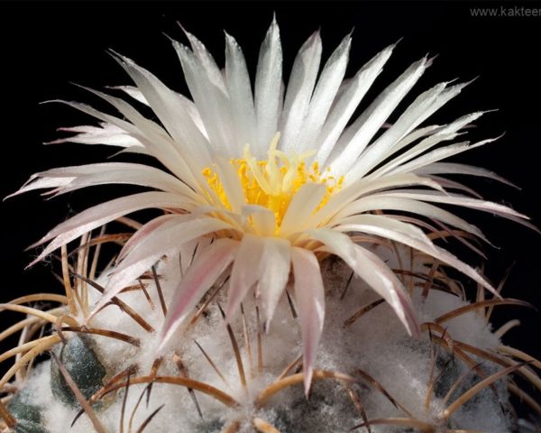 Coryphantha bumamma - 10 Korn