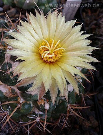 Coryphantha sulcolanata - 10 Korn