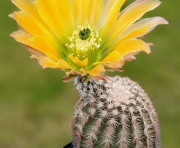 Echinocereus ctenoides