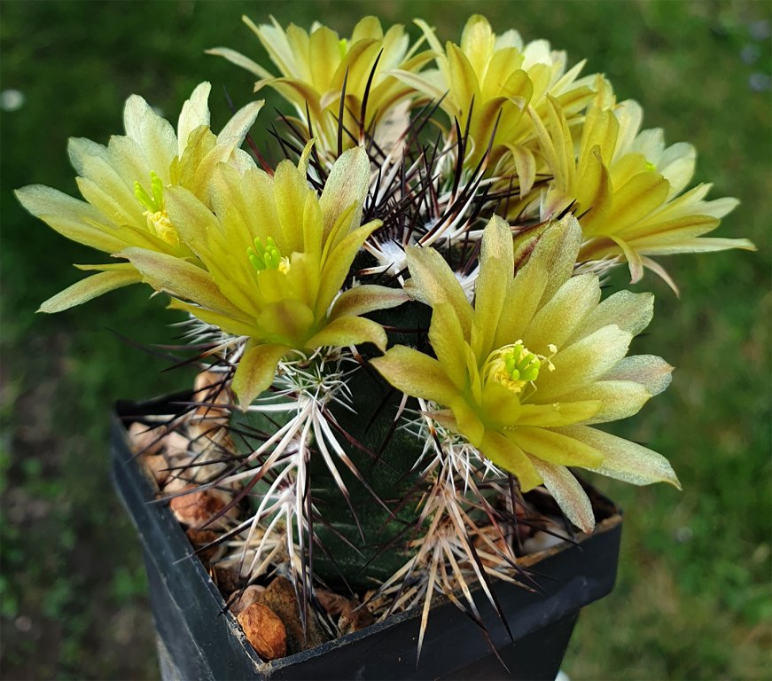 Echinocereus davisii 10 Korn Kakteenweb.de