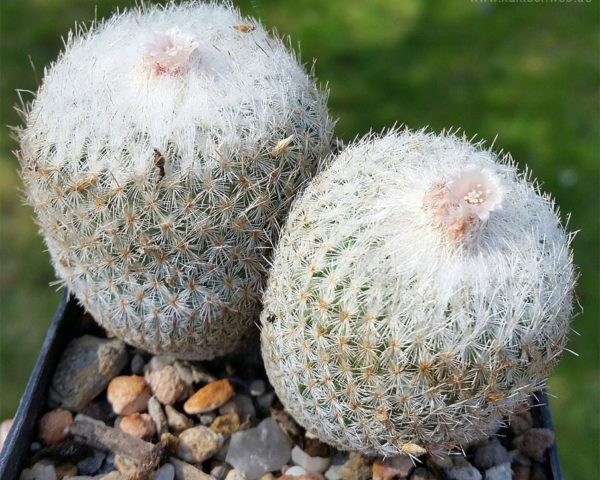 Epithelantha micromeris var. rufispina