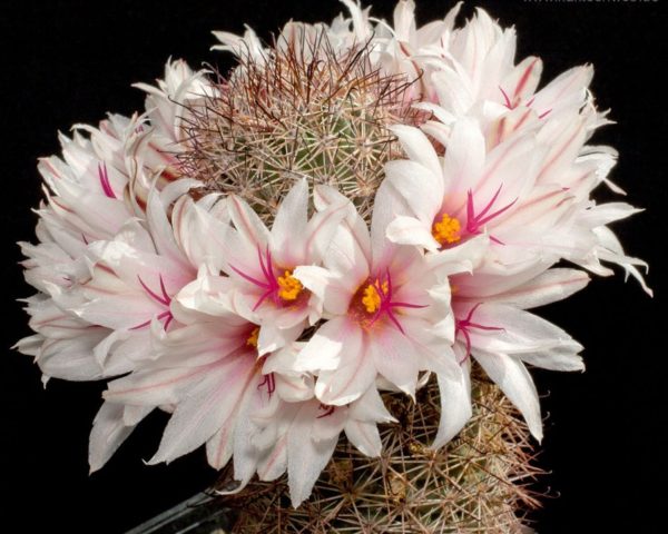 Mammillaria fraileana - 25 Korn