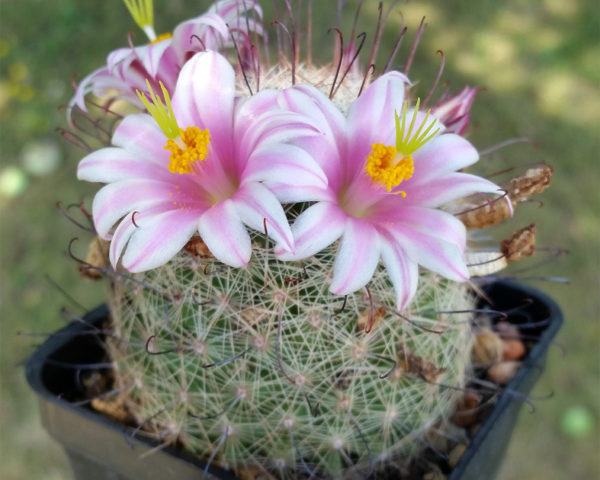 Mammillaria grahamii DJF 1000
