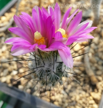 Gymnocactus subterraneus P 362