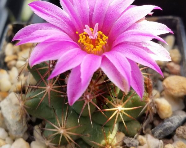Escobaria hesteri SB 430