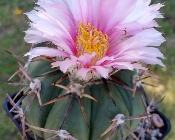 Echinocactus horizonthalonius - 10 korn