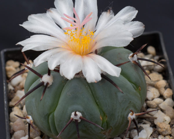 Echinocactus horizonthalonius var. subikii