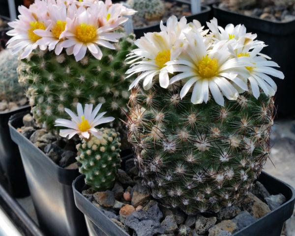 Pediocactus knowltonii