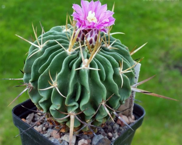 Echinofossulocactus crispatus f. lamellosus SB 111