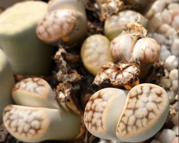 Lithops karasmontana - 10 Korn