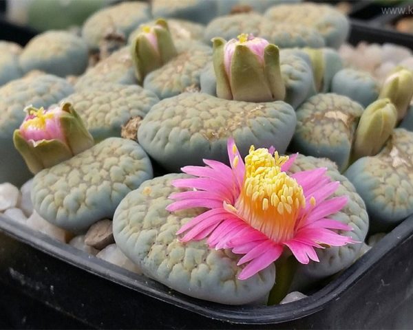 Lithops verruculosa var. verruculosa cv. Rose of Texas