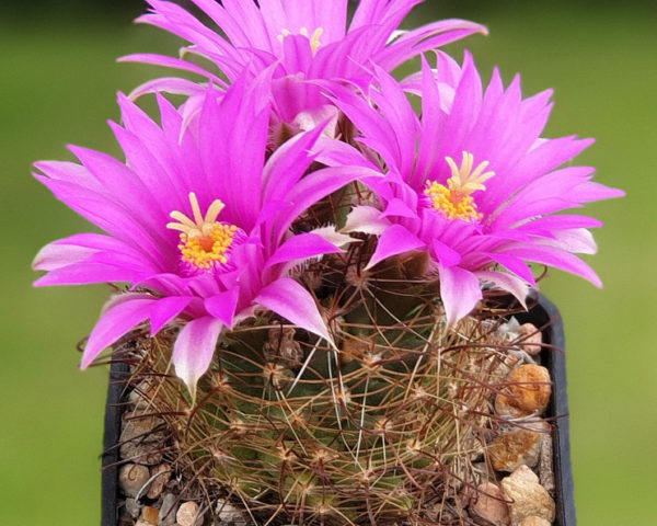 Mammillaria wrightii SB 94 - 10 Korn