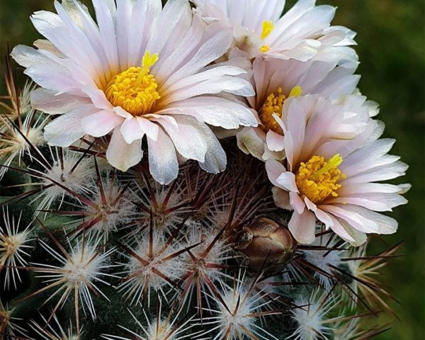 Pediocactus simpsonii var. minor RP 60